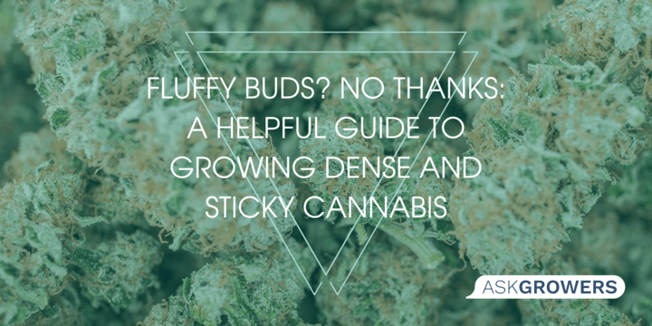 Fluffy Buds? No Thanks: A Helpful Guide to Growing Dense and Sticky Cannabis